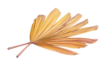 Dry palm leaf producing animal grain isolated on white background for natural agricultural and farming visuals