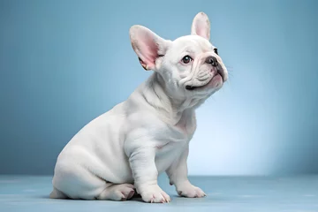 bulldog frances puppy white fur studio pose sitting alert young cute friend 