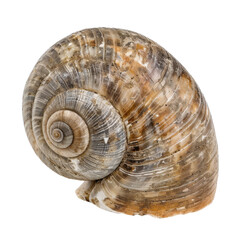 beautiful spiral shell showcasing intricate patterns and natural colors, perfect for marine themed decor or educational purposes. This shell represents beauty of nature craftsmanship