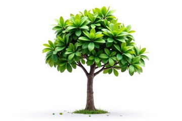 Fototapeta premium Single, young tree isolated on pure white backdrop, bright, spring