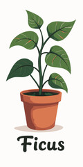 Obraz premium Ficus Plant in Pot, Green Leaves, Indoor Gardening