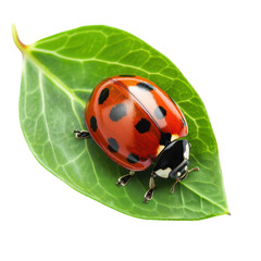 Naklejka premium vibrant ladybug rests on green leaf, showcasing its bright red shell adorned with black spots. This charming insect symbolizes good luck and nature beauty