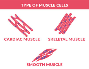 Type of muscle Smooth skeletal cardiac Muscle Cells. 