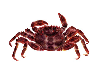 ショウジンガニ手描き水彩画