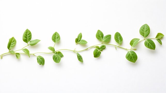 Pathway of nitrogen fixation process legume plants white background