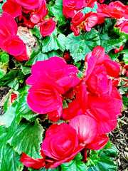 Lush red begonia flowers bloom amid vibrant green leaves, creating a striking and colorful display...