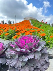 A vibrant garden scene featuring colorful orange flowers and striking purple cabbage under a...