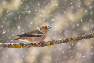 Close-up of a hawfinch (Coccothraustes coccothraustes) sitting on a branch in snowy winter conditions. The background is blurred, emphasizing the details of bird. Natural light, winter photo. 