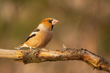 Close-up of a hawfinch (Coccothraustes coccothraustes) sitting on a branch in snowy winter conditions. The background is blurred, emphasizing the details of bird. Natural light, winter photo. 