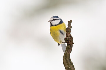 Close-up of a Eurasian blue tit  (Cyanistes caeruleus) sitting on a branch in snowy winter conditions. The background is blurred, emphasizing the details of bird. Natural light, winter photo. 
