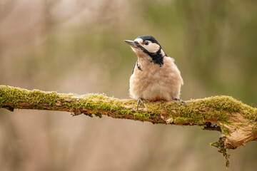Close-up of a Great spotted woodpecker (Dendrocopos major) sitting on a branch with blurred background, emphasizing the details of bird. Natural light, winter photo. 
