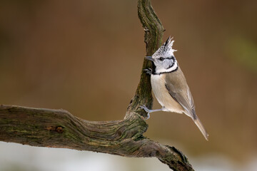 Close-up of a European crested tit (Lophophanes cristatus) sitting on a branch with blurred background, emphasizing the details of bird. Natural light, winter photo. 