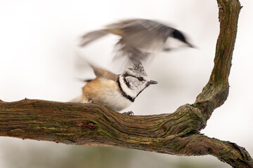 Close-up of a European crested tit (Lophophanes cristatus) sitting on a branch with blurred background, emphasizing the details of bird. Natural light, winter photo. 
