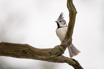 Close-up of a European crested tit (Lophophanes cristatus) sitting on a branch with blurred background, emphasizing the details of bird. Natural light, winter photo. 