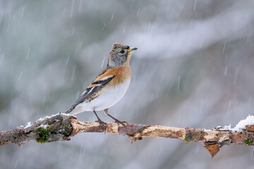 Close-up of a Brambling (Fringilla montifringilla) sitting on a branch in snowy winter conditions. The background is blurred, emphasizing the details of bird. Natural light, winter photo. 