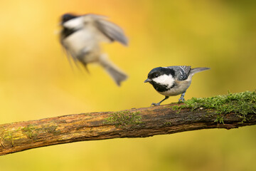Close-up of a coal tit (Periparus ater) sitting on a branch with blurred background, emphasizing the details of bird. Natural light, winter photo. 