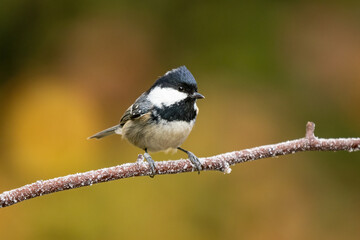 Close-up of a coal tit (Periparus ater) sitting on a branch with blurred background, emphasizing the details of bird. Natural light, winter photo. 