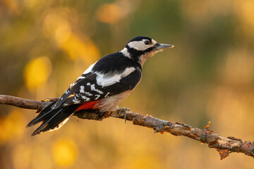 Close-up of a Great spotted woodpecker (Dendrocopos major) sitting on a branch with blurred background, emphasizing the details of bird. Natural light, winter photo. 