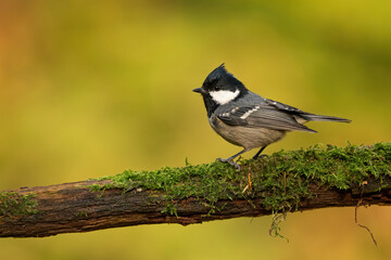 Close-up of a coal tit (Periparus ater) sitting on a branch with blurred background, emphasizing the details of bird. Natural light, winter photo. 
