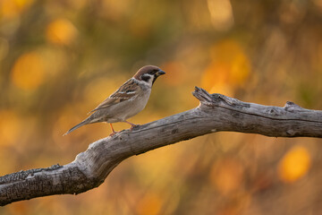 Close-up of a sparrow (Passer montanus) sitting on a branch with blurred background, emphasizing the details of bird. Natural light.