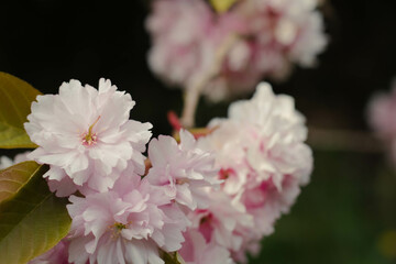 Pink inflorescence of sakura branch on dark background