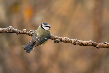Close-up of a Eurasian blue tit  (Cyanistes caeruleus) sitting on a branch in snowy winter conditions. The background is blurred, emphasizing the details of bird. Natural light, winter photo. 