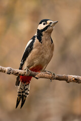 Close-up of a Great spotted woodpecker (Dendrocopos major) sitting on a branch with blurred background, emphasizing the details of bird. Natural light, winter photo. 