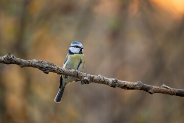 Close-up of a Eurasian blue tit  (Cyanistes caeruleus) sitting on a branch in snowy winter conditions. The background is blurred, emphasizing the details of bird. Natural light, winter photo. 