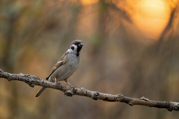 Close-up of a sparrow (Passer montanus) sitting on a branch with blurred background, emphasizing the details of bird. Natural light.