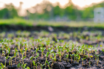 Seed small plantation growth outdoor park sunset light