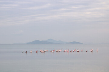 Mar Menor, Region of Murcia, at dawn with pink flamingos in the water in a calm, grayish environment