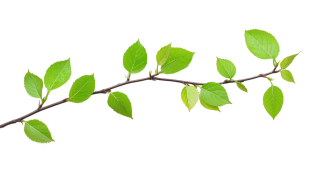 A leafy branch with green leaves and droplets of water on it