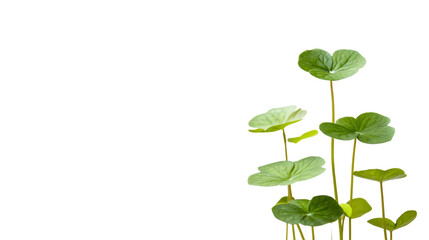 Close-Up Brahmi Plant Isolated on White Background for Herbal Medicine Concepts