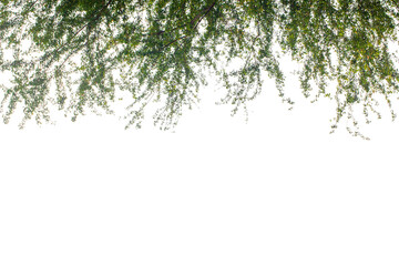 Tree branch flower Photo Overlays, Summer spring painted frame s, Photo art, png
