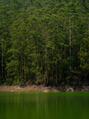 Obraz premium Beautiful lake and lust green forest of Periyar National Park and Wildlife Sanctuary from Kerala, India.