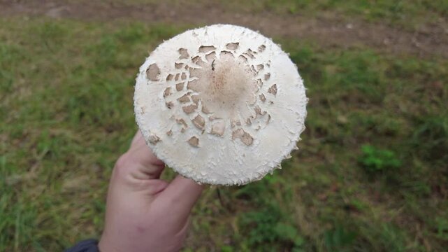 porcini. death cap. white fly agaric. big mushroom in the forest. poisonous mushrooms.