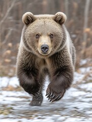 Fototapeta premium Powerful Brown Bear Running in Winter Forest Landscape Towards Camera