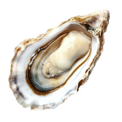 Naklejka premium A single, open oyster displays its edible, creamy interior.