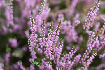 Heideblüte