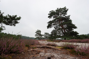 L&uuml;neburger Heide