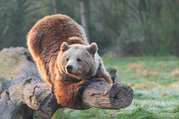Brown bear relaxing on a fallen tree