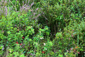 L&uuml;neburger Heide