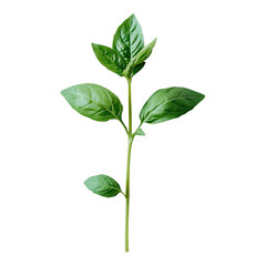 Fototapeta premium Lush green basil plant standing tall against a bright background in a serene kitchen setting on transparent background