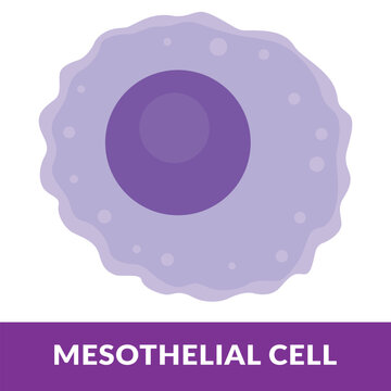 mesothelial cell vector Illutration