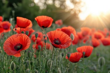 Obraz premium Vibrant Red Poppies in Bloom Under Warm Sunlight at Dusk