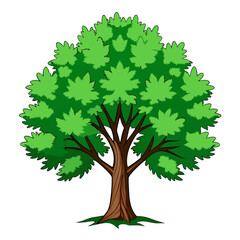 Fototapeta premium Bold Hedge Maple Tree Illustration Design
