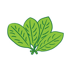 Illustration of Fresh Spinach Leaves with Green Color on White Background