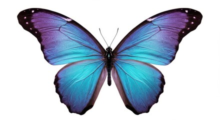 Fototapeta premium Violet and blue butterfly with glowing wings
