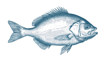 Fototapeta premium Fish sketch dorado gilt-head bream. Vintage retro print, black white gilt-head bream fish sketch ink pencil style drawing, linear drawing, engrave old school. Sketch artwork dorado fish. Illustration
