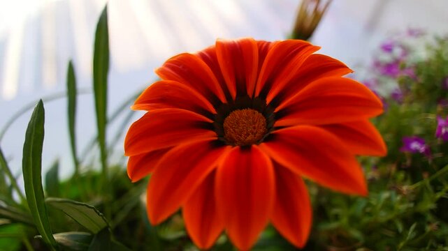 Gatzania, African chamomile. The flowering of Gazania timelapse. Gazania linearis. The flower opens in the morning in the garden at the first rays of the sun. Blurred background